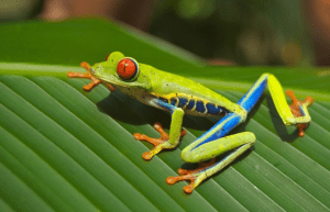 Costa Rica Corporation Wildlife